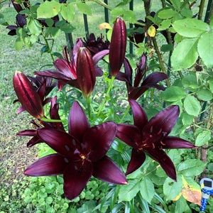 Meet your Posher, Anila